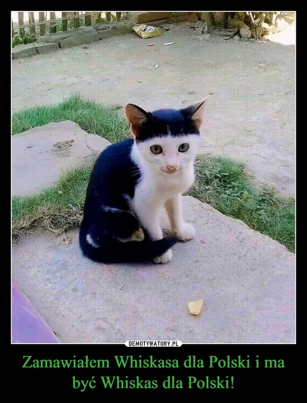 
    Zamawiałem Whiskasa dla Polski i ma być Whiskas dla Polski!