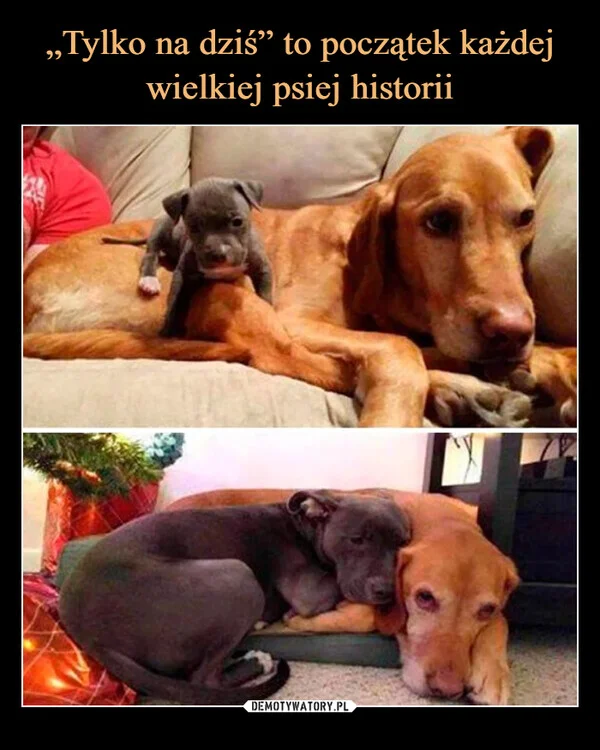 
    „Tylko na dziś” to początek każdej wielkiej psiej historii