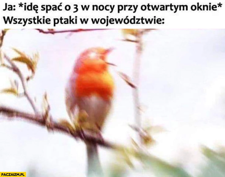 
    Ja: idę spać o 3 w nocy przy otwartym oknie, wszystkie ptaki w województwie wyją śpiewają ćwierkają