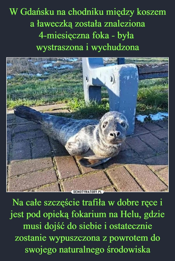 
    W Gdańsku na chodniku między koszem a ławeczką została znaleziona 4-miesięczna foka - była 
wystraszona i wychudzona Na całe szczęście trafiła w dobre ręce i jest pod opieką fokarium na Helu, gdzie musi dojść do siebie i ostatecznie zostanie wypuszczona z powrotem do swojego naturalnego środowiska