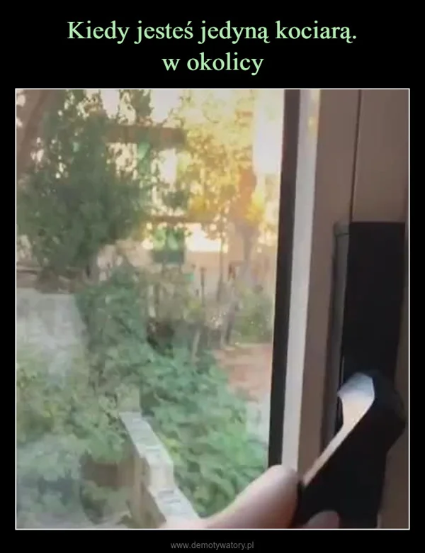 
    Kiedy jesteś jedyną kociarą. w okolicy