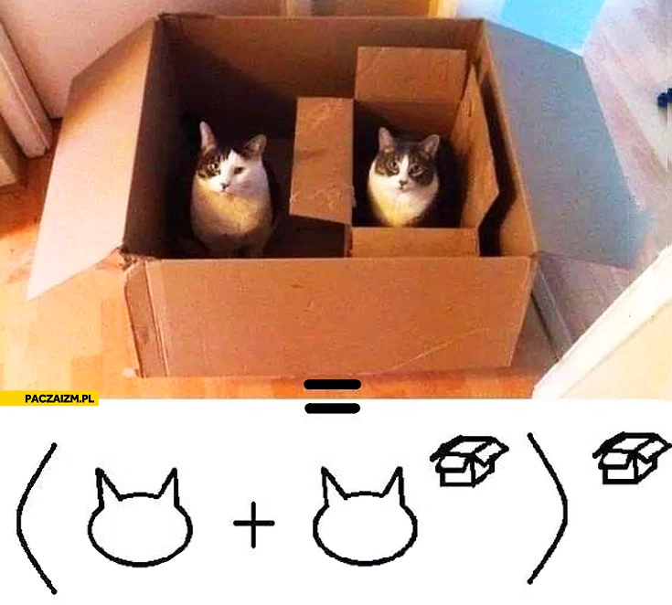 
    Czysta matematyka koty w pudełku