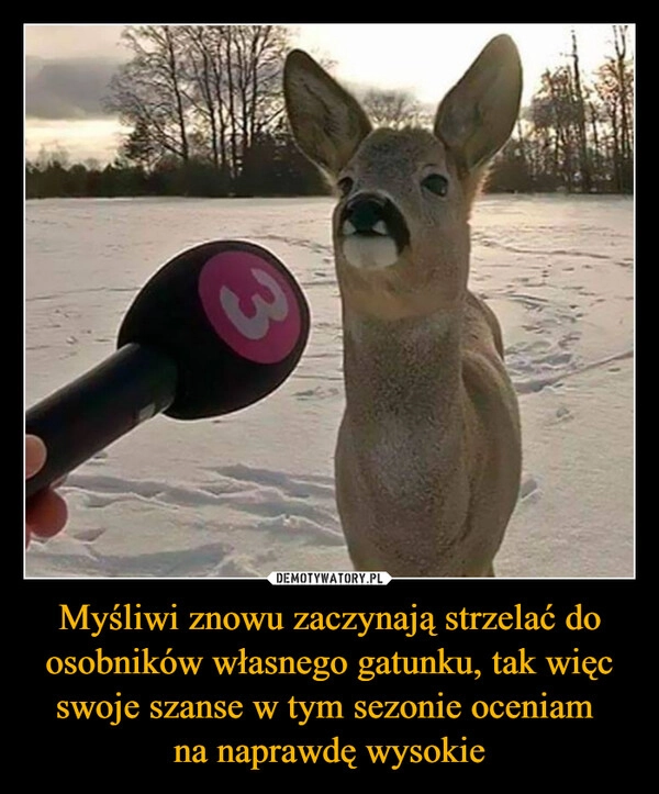 
    Myśliwi znowu zaczynają strzelać do osobników własnego gatunku, tak więc swoje szanse w tym sezonie oceniam 
na naprawdę wysokie