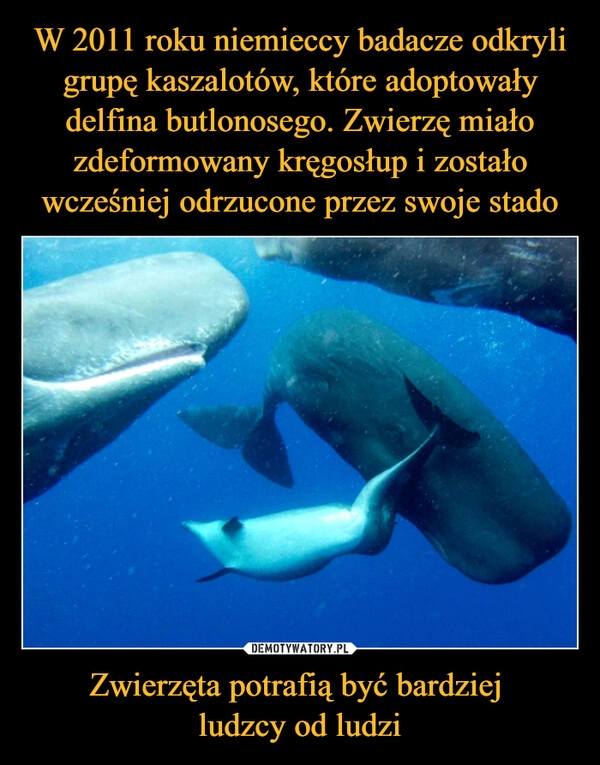 
    W 2011 roku niemieccy badacze odkryli grupę kaszalotów, które adoptowały delfina butlonosego. Zwierzę miało zdeformowany kręgosłup i zostało wcześniej odrzucone przez swoje stado Zwierzęta potrafią być bardziej 
ludzcy od ludzi