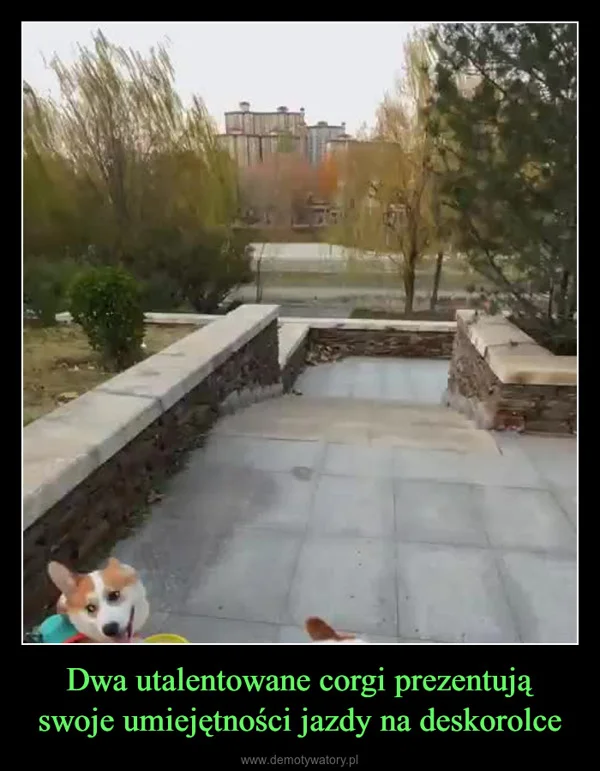 
    Dwa utalentowane corgi prezentują swoje umiejętności jazdy na deskorolce