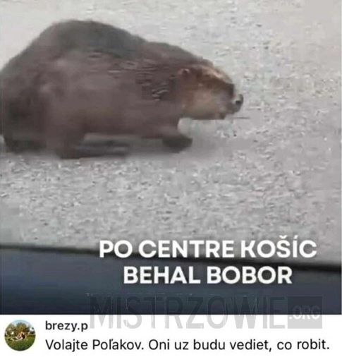 
    Bóbr