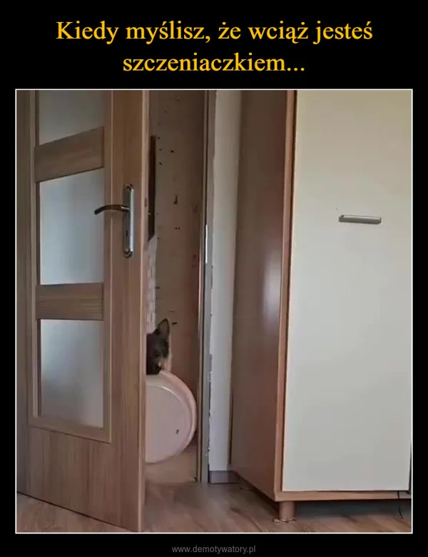 
    Kiedy myślisz, że wciąż jesteś szczeniaczkiem...