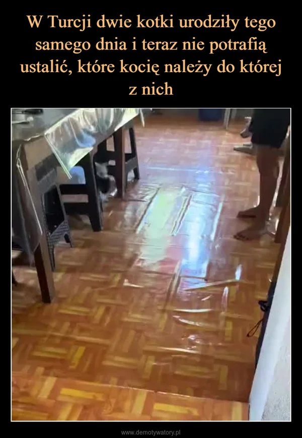 
    W Turcji dwie kotki urodziły tego samego dnia i teraz nie potrafią ustalić, które kocię należy do której z nich