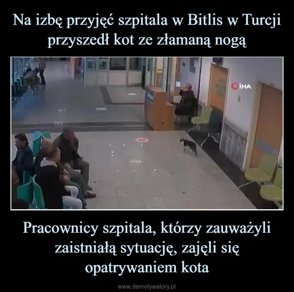 
    Na izbę przyjęć szpitala w Bitlis w Turcji przyszedł kot ze złamaną nogą Pracownicy szpitala, którzy zauważyli zaistniałą sytuację, zajęli się opatrywaniem kota