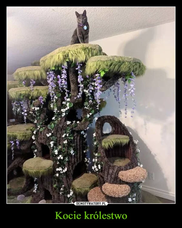 
    Kocie królestwo