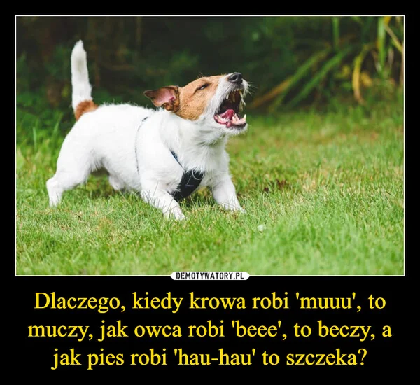 
    Dlaczego, kiedy krowa robi 'muuu', to muczy, jak owca robi 'beee', to beczy, a jak pies robi 'hau-hau' to szczeka?