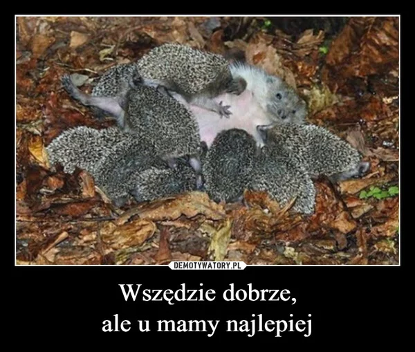 Wszędzie dobrze, ale u mamy najlepiej