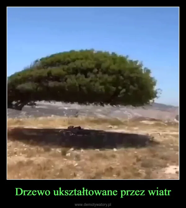 
    Drzewo ukształtowane przez wiatr