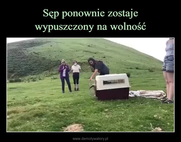 
    Sęp ponownie zostaje wypuszczony na wolność