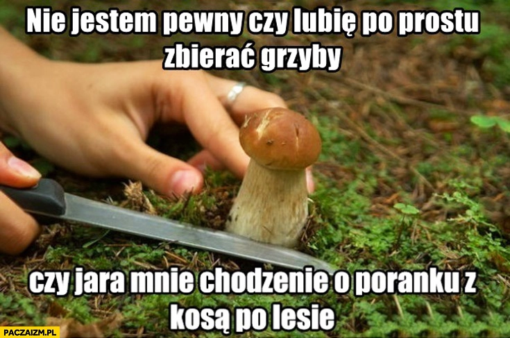 
    Nie jestem pewien czy lubię po prostu zbierać grzyby czy jara mnie chodzenie o poranku z kosą po lesie