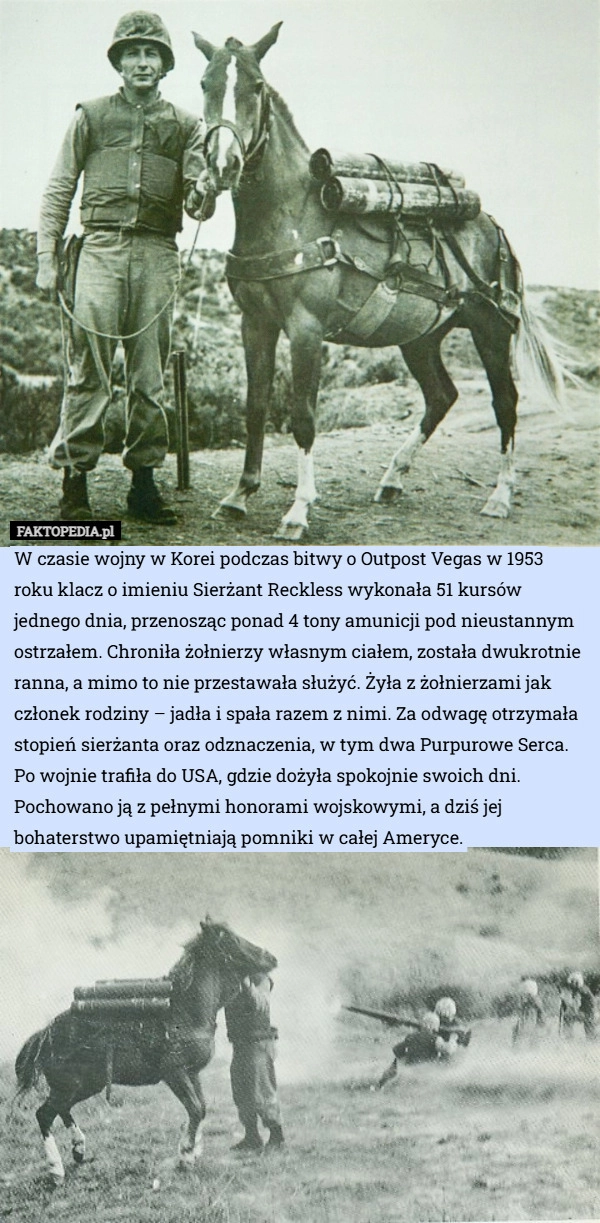 
    W czasie wojny w Korei podczas bitwy o Outpost Vegas w 1953 roku klacz o...