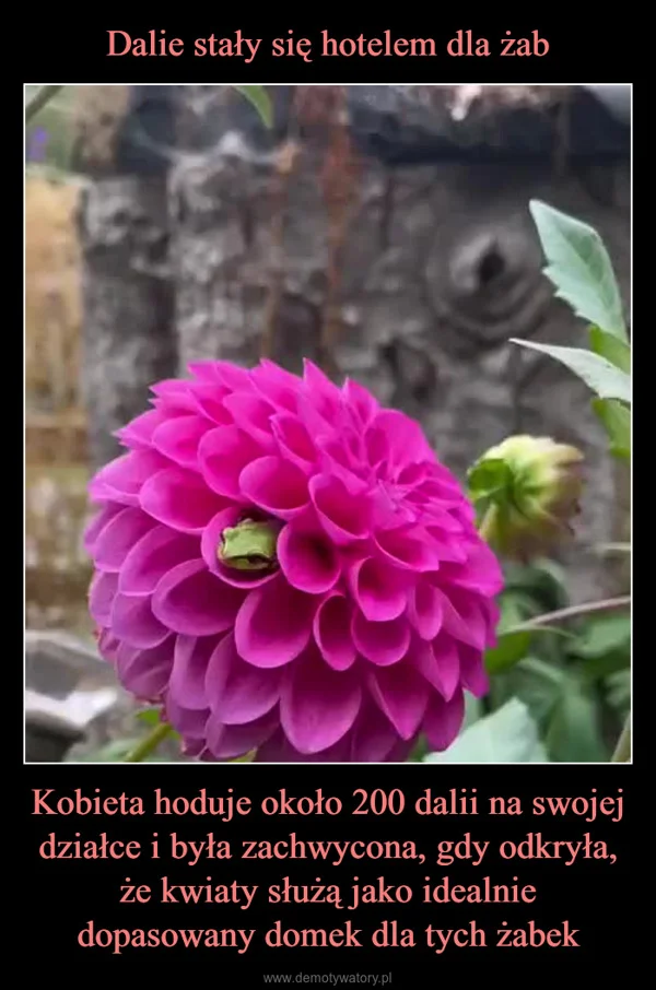 Dalie stały się hotelem dla żab Kobieta hoduje około 200 dalii na swojej działce i była zachwycona, gdy odkryła, że kwiaty służą jako idealnie dopasowany domek dla tych żabek