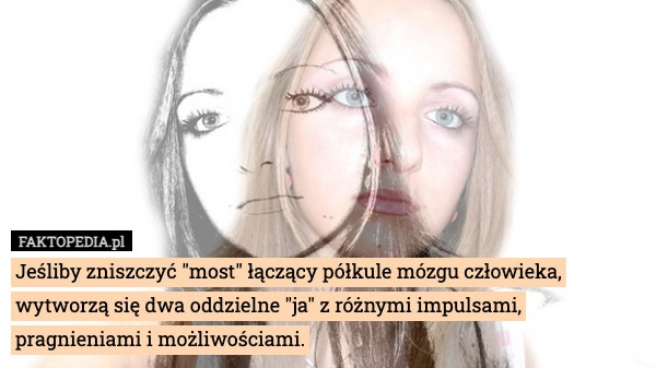 
    Jeśliby zniszczyć "most" łączący półkule mózgu człowieka, wytworzą