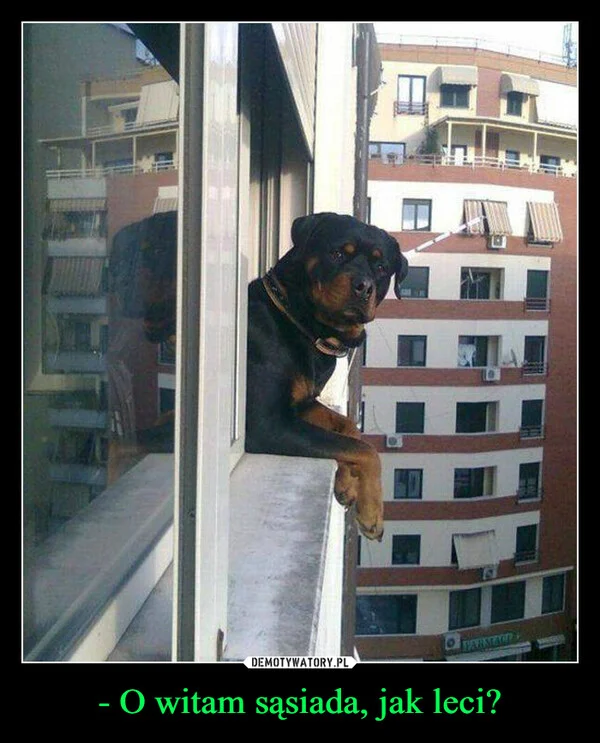 
    - O witam sąsiada, jak leci?