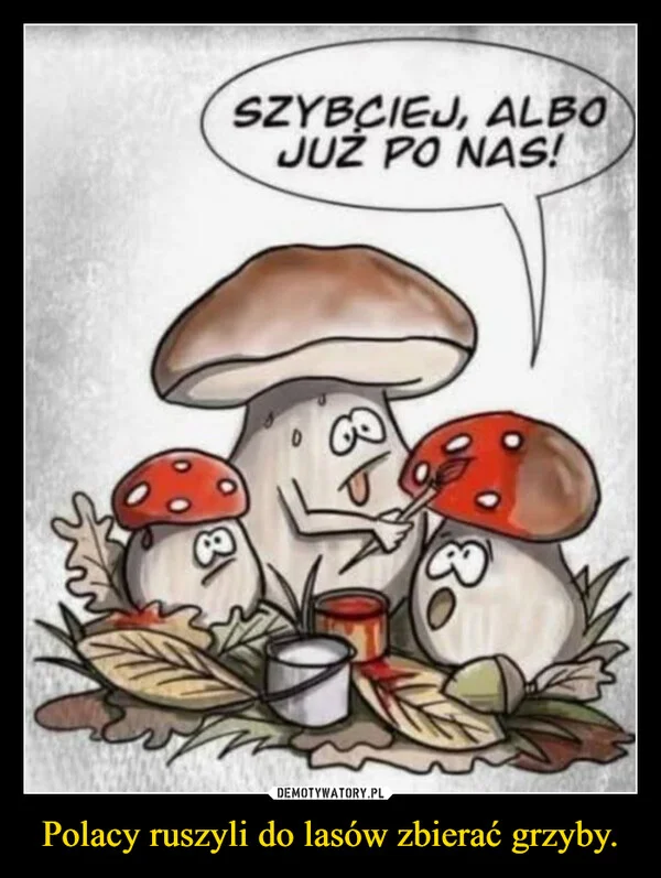 Polacy ruszyli do lasów zbierać grzyby.