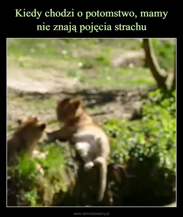 
    Kiedy chodzi o potomstwo, mamy nie znają pojęcia strachu