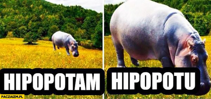 
    Hipopotam hipopotu blisko daleko