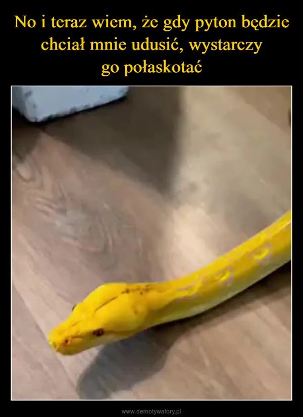 
    No i teraz wiem, że gdy pyton będzie chciał mnie udusić, wystarczy go połaskotać