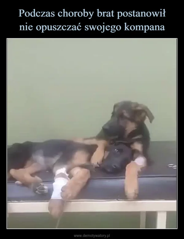 
    Podczas choroby brat postanowił nie opuszczać swojego kompana