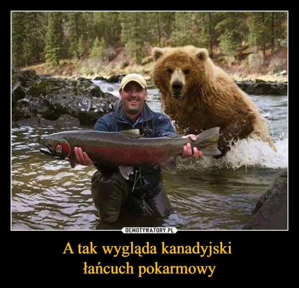 
    A tak wygląda kanadyjski łańcuch pokarmowy