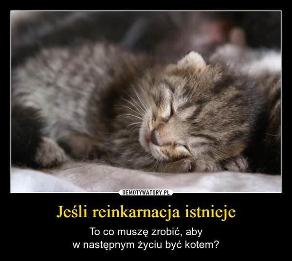 
    Jeśli reinkarnacja istnieje