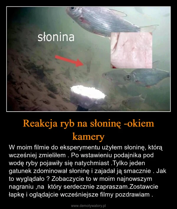 
    Reakcja ryb na słoninę -okiem kamery