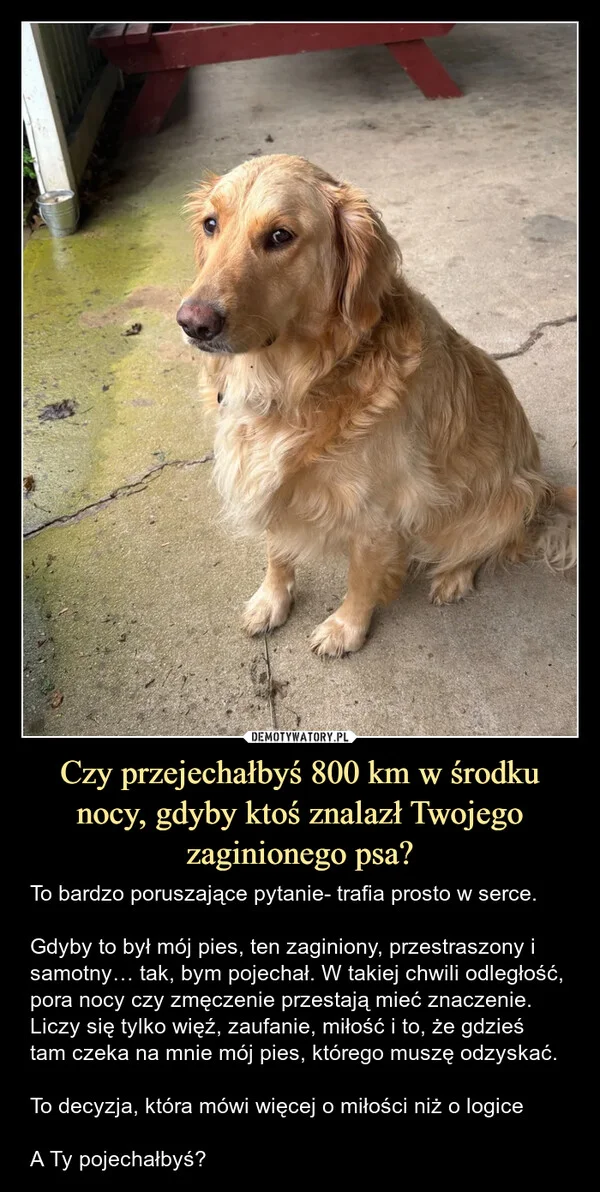 
    Czy przejechałbyś 800 km w środku nocy, gdyby ktoś znalazł Twojego zaginionego psa?