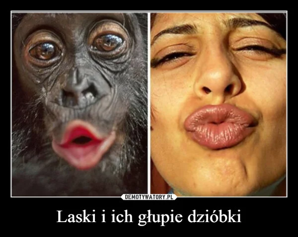 
    Laski i ich głupie dzióbki