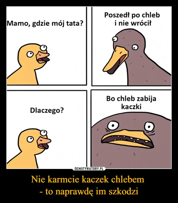 
    Nie karmcie kaczek chlebem - to naprawdę im szkodzi