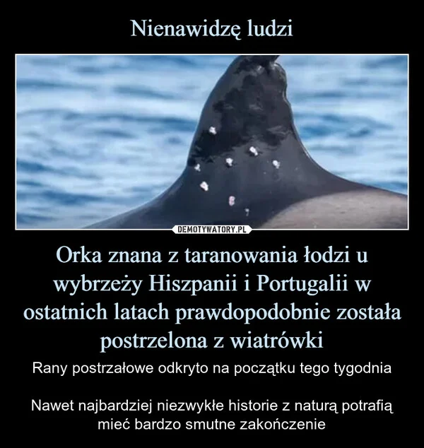 
    Nienawidzę ludzi Orka znana z taranowania łodzi u wybrzeży Hiszpanii i Portugalii w ostatnich latach prawdopodobnie została postrzelona z wiatrówki