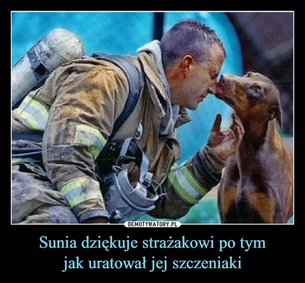 
    Sunia dziękuje strażakowi po tym
jak uratował jej szczeniaki