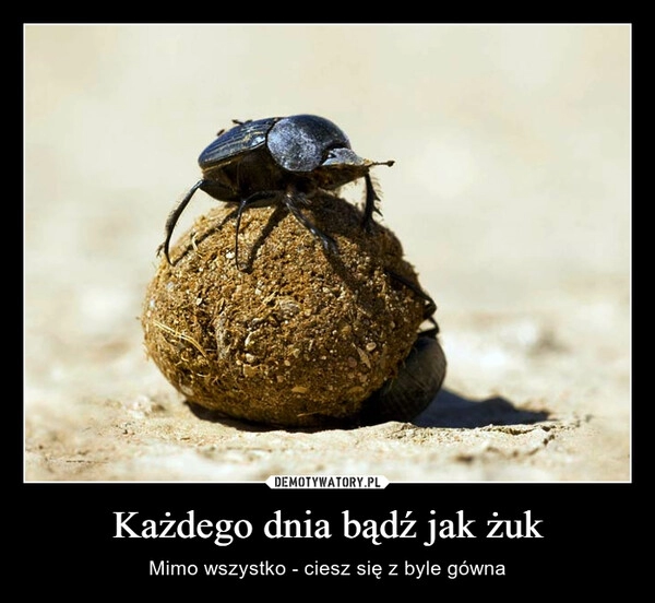 
    Każdego dnia bądź jak żuk