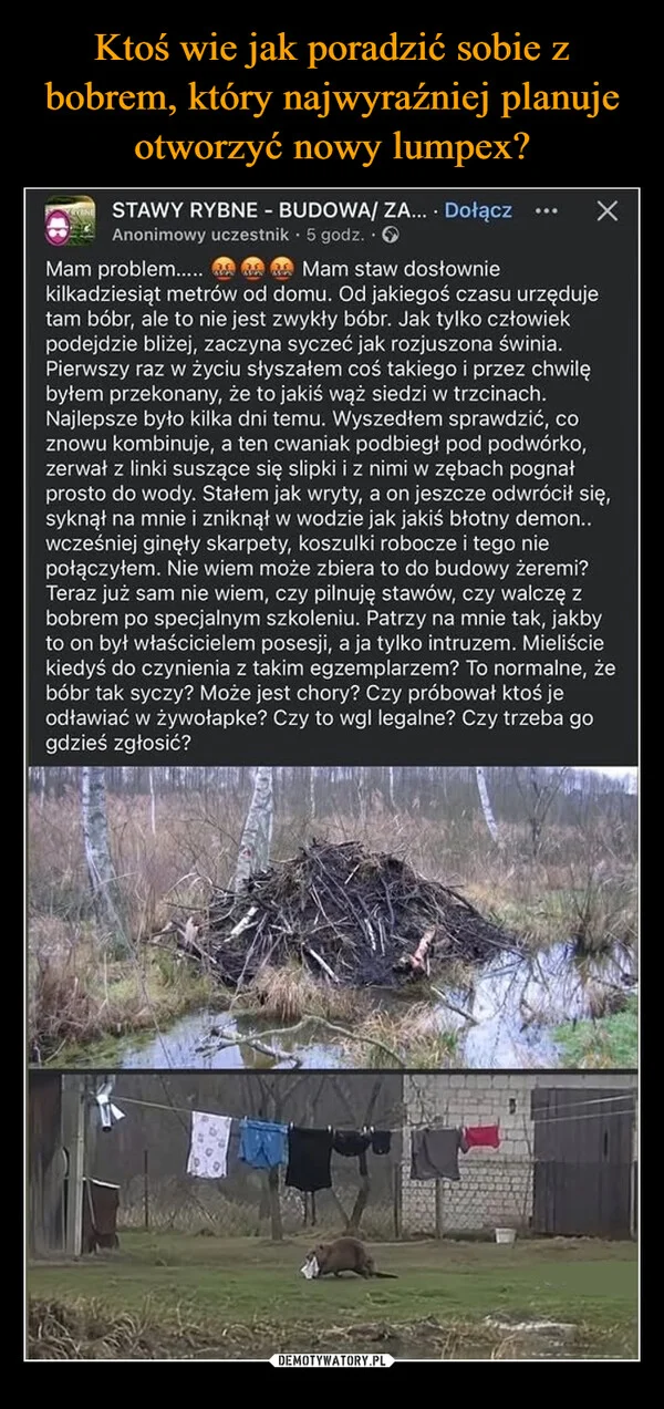 
    Ktoś wie jak poradzić sobie z bobrem, który najwyraźniej planuje otworzyć nowy lumpex?