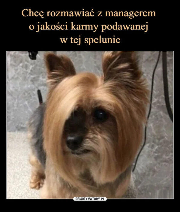 
    Chcę rozmawiać z managerem o jakości karmy podawanej w tej spelunie