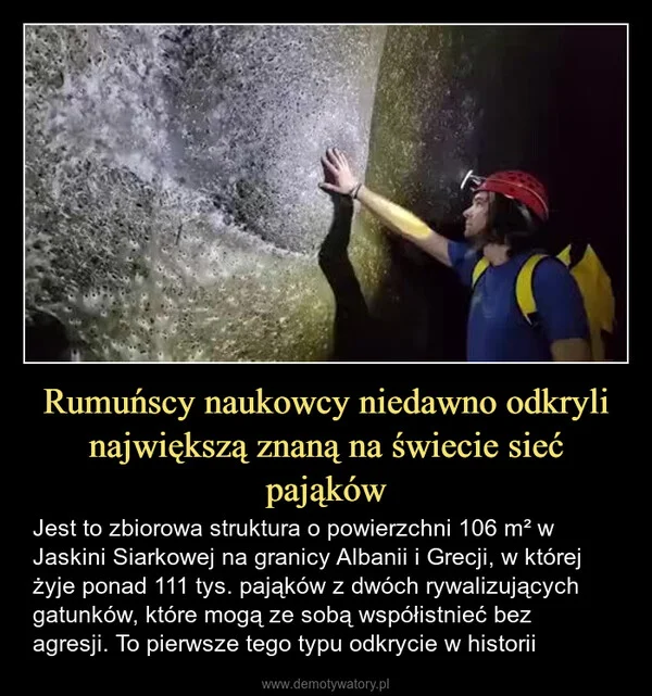 
    Rumuńscy naukowcy niedawno odkryli największą znaną na świecie sieć pająków