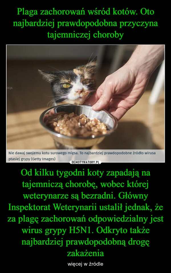 
    Plaga zachorowań wśród kotów. Oto najbardziej prawdopodobna przyczyna tajemniczej choroby Od kilku tygodni koty zapadają na tajemniczą chorobę, wobec której weterynarze są bezradni. Główny Inspektorat Weterynarii ustalił jednak, że za plagę zachorowań odpowiedzialny jest wirus grypy H5N1. Odkryto także najbardziej prawdopodobną drogę zakażenia