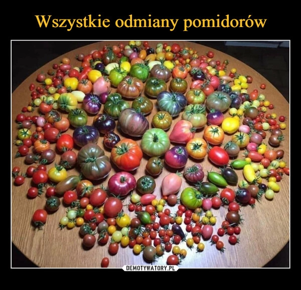 
    Wszystkie odmiany pomidorów