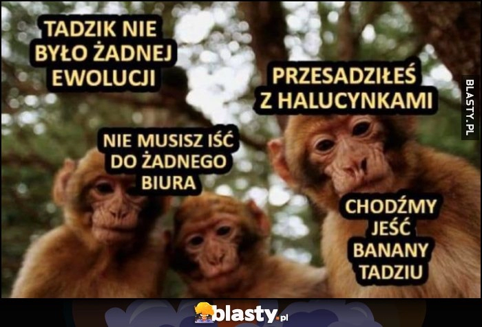 
    Małpy małpki: Tadzik nie było żadnej ewolucji, nie musisz iść do żadnego biura, chodźmy jeść banany Tadziu