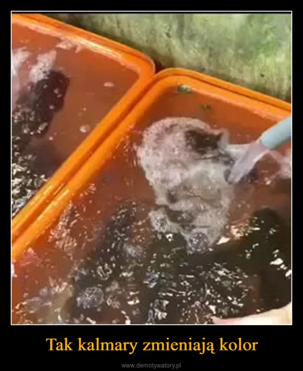 
    Tak kalmary zmieniają kolor