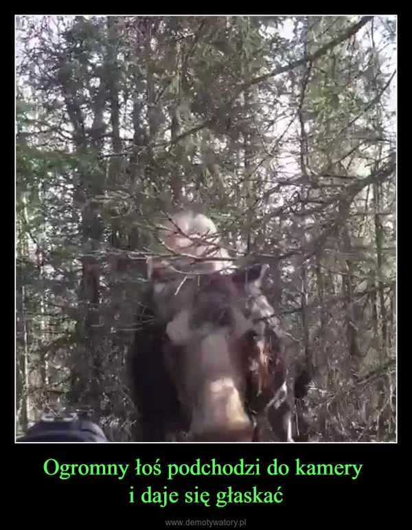 
    Ogromny łoś podchodzi do kamery i daje się głaskać