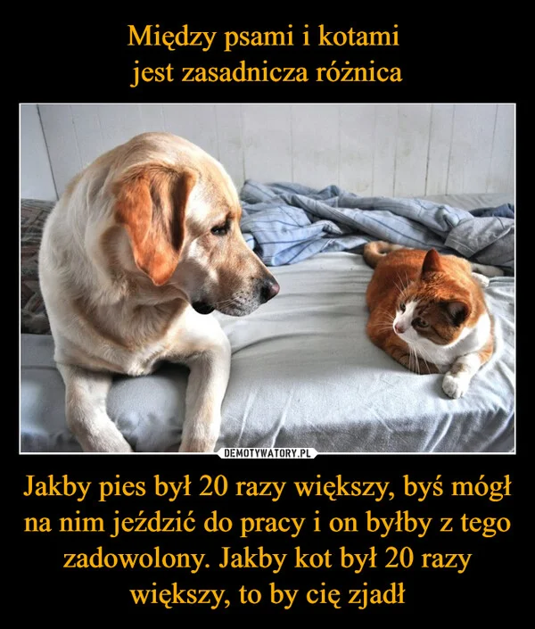 Między psami i kotami jest zasadnicza różnica Jakby pies był 20 razy większy, byś mógł na nim jeździć do pracy i on byłby z tego zadowolony. Jakby kot był 20 razy większy, to by cię zjadł