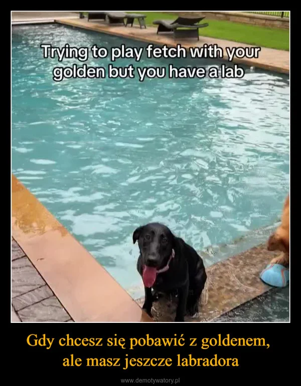 
    Gdy chcesz się pobawić z goldenem, ale masz jeszcze labradora