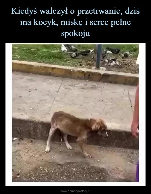 
    Kiedyś walczył o przetrwanie, dziś ma kocyk, miskę i serce pełne spokoju