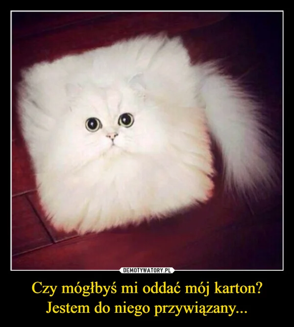 
    Czy mógłbyś mi oddać mój karton? Jestem do niego przywiązany...