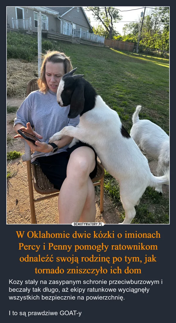
    W Oklahomie dwie kózki o imionach Percy i Penny pomogły ratownikom odnaleźć swoją rodzinę po tym, jak tornado zniszczyło ich dom